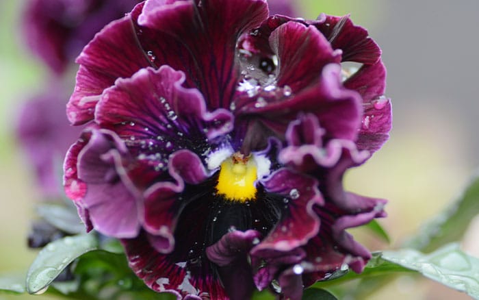 Viola x wittrockiana 'Frizzle Sizzle Burgundy' (Pansy) (Frizzle Sizzle Series)