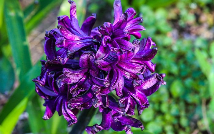 Hyacinth 'Dark Dimension' (Hyacinth)