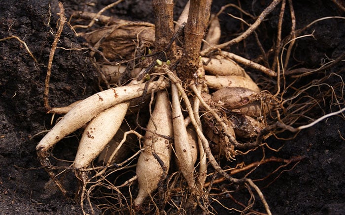 Dahlia tubers in the ground