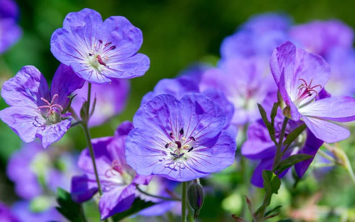 Geranium 'Rozanne'