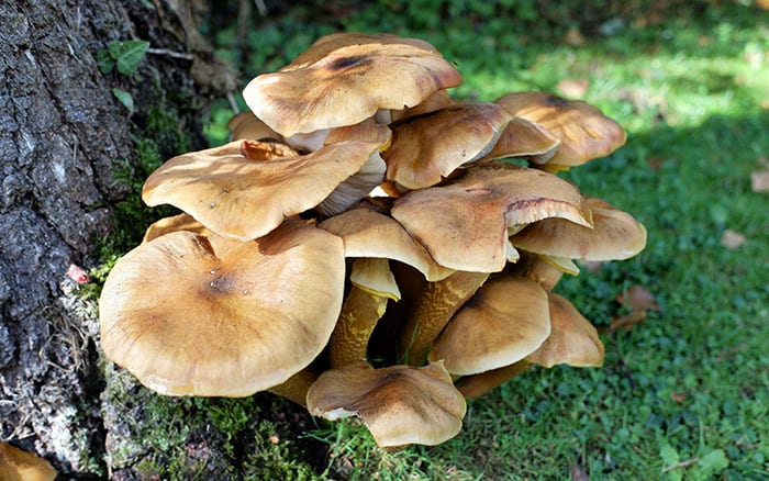 Honey fungus mushrooms