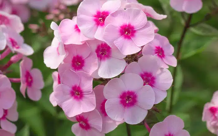 Phlox biography