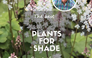 The best plants for shaded garden spots