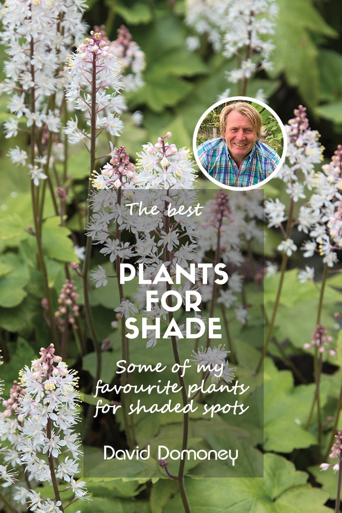 The best plants for shaded garden spots