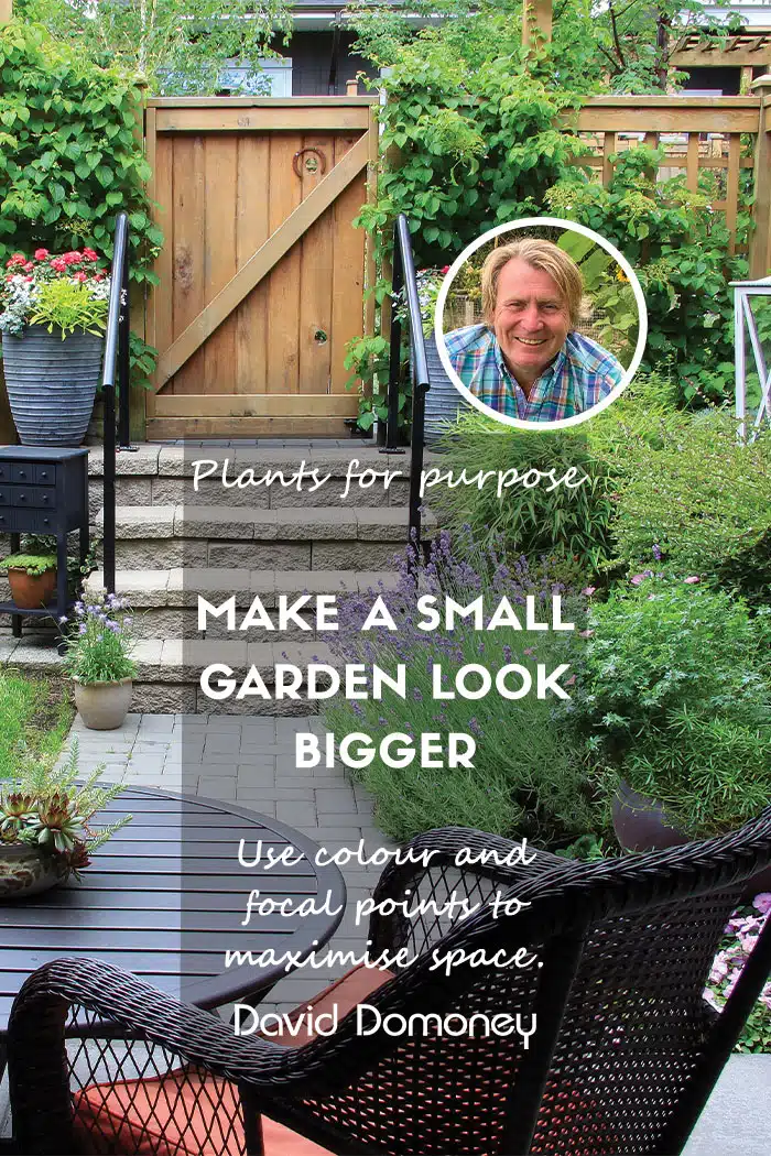 make a small garden look bigger plants for purpose feature March 2025