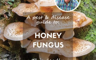 Honey fungus pest & disease guide feature