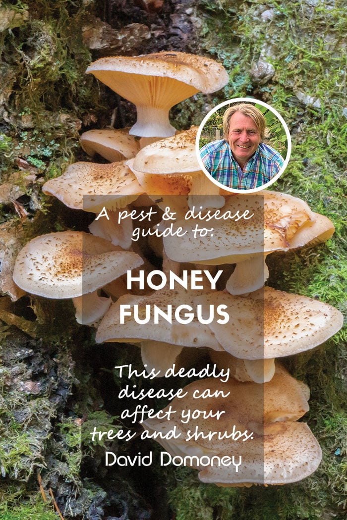 Honey fungus pest & disease guide feature