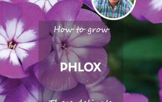 Feature how to grow phlox plant