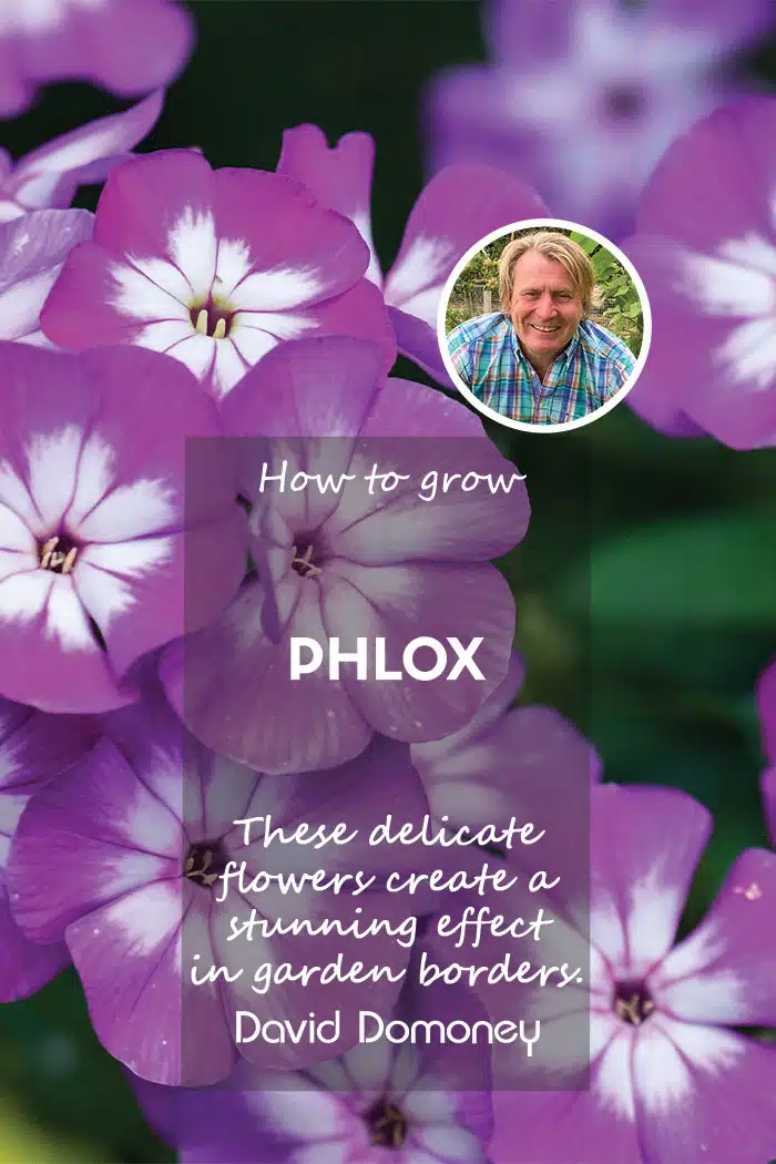 Feature how to grow phlox plant