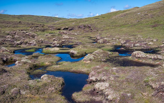 Peatland peat bogs