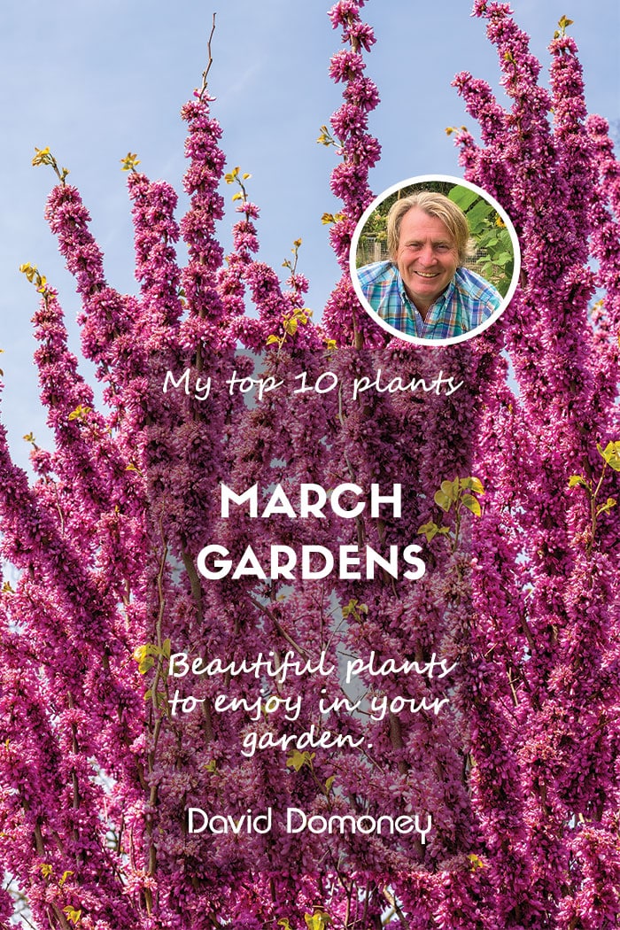 Top ten plants for March 2025 gardens