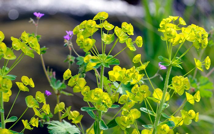 Euphorbia plant