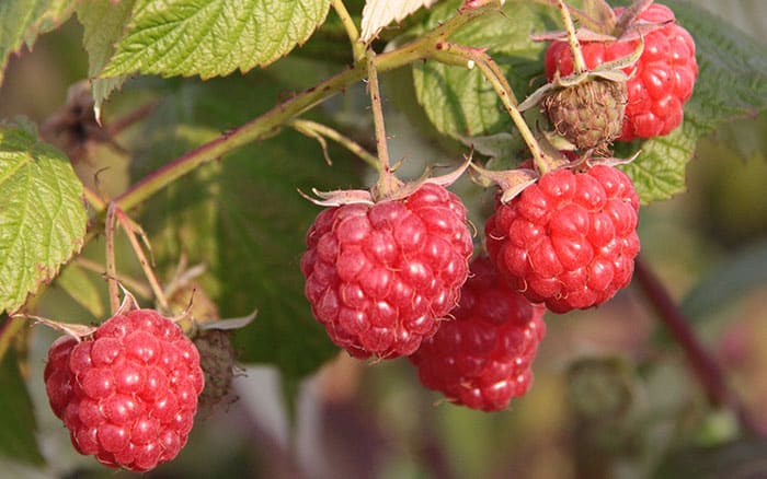 Raspberry 'Glen Ample'