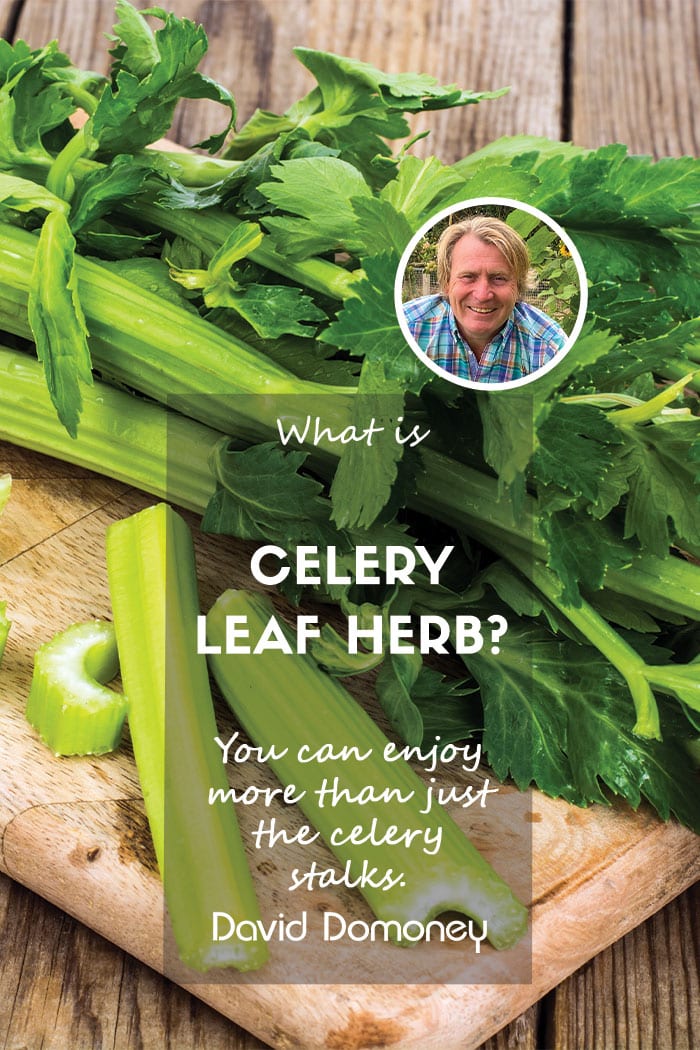 Celery leaf herb feature