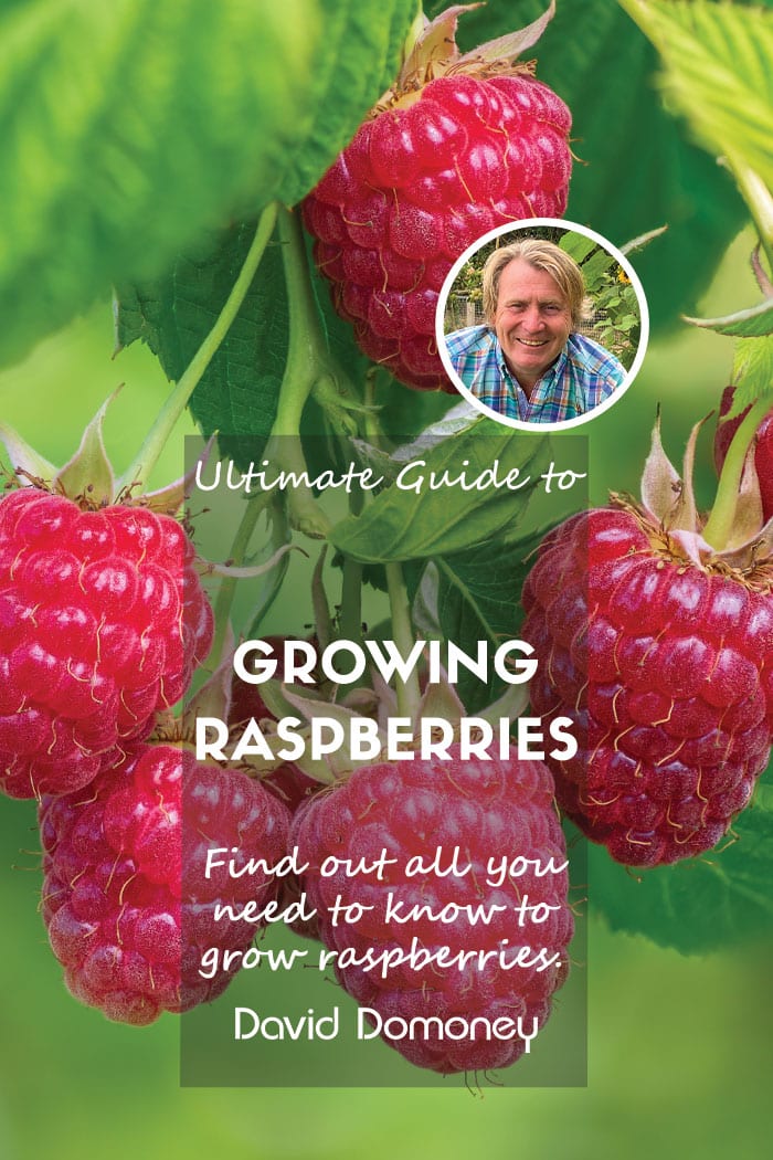 Raspberry growing guide feature