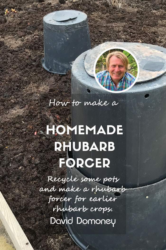 Homemade rhubarb forcer feature