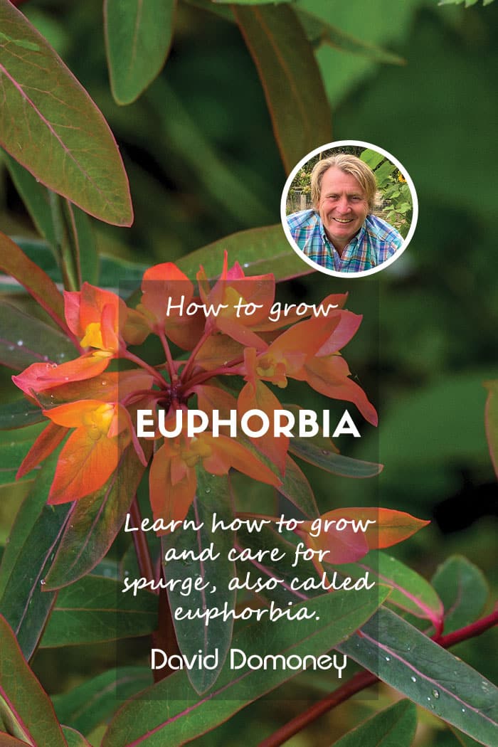 How to grow euphorbia feature